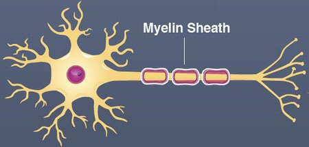 Myelin